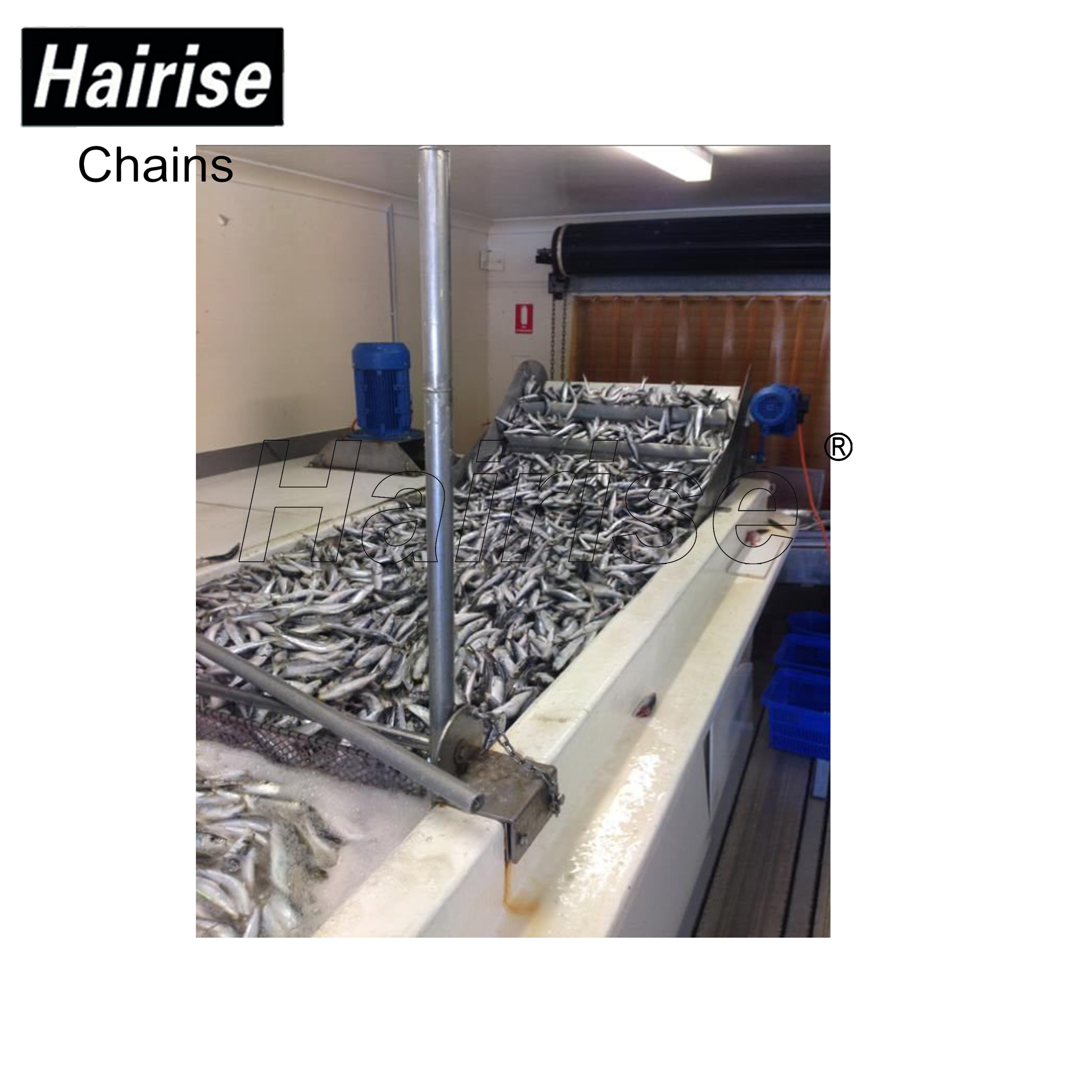 Hairise conveyor system for cooling fish industry